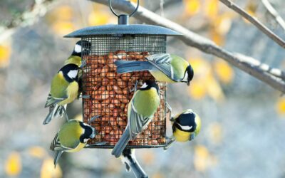 ATTRACT NATIVE BIRDS TO YOUR GARDEN WITH PETMANIA
