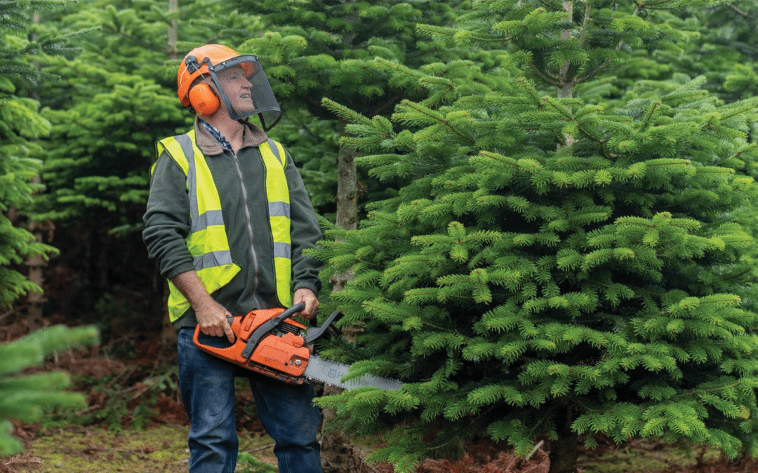 IRISH GROWN CHRISTMAS TREES AT LIDL