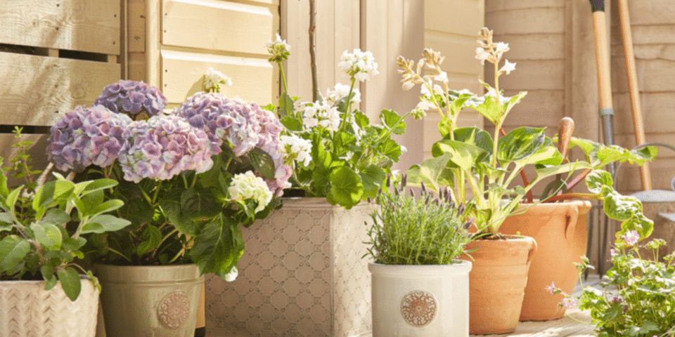 SUMMER GARDENING WITH HOMEBASE - Gulliver's Retail Park